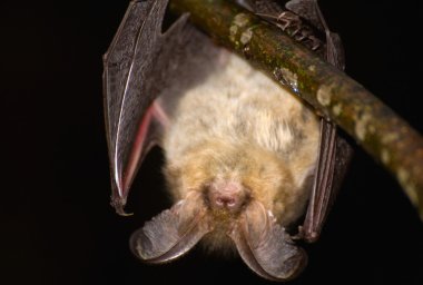 Plecotus auritus