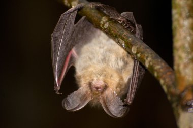 Plecotus auritus