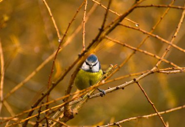 ortak Mavi baştankara, Mavi baştankara, Mavi baştankara memeli cyanistes