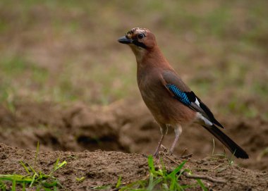 ortak jay, jay - garrulus glandarius