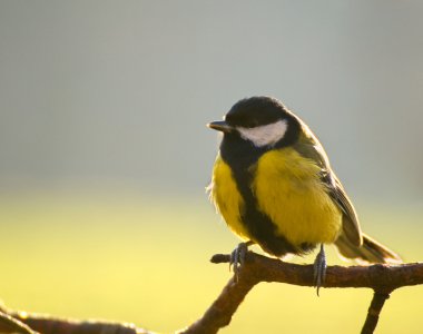 Parus büyük - memeler