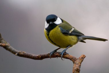 Parus büyük - memeler