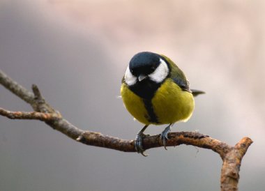 Parus büyük - memeler