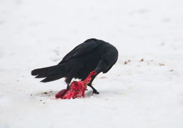 Korpen - corvus corax — Stockfoto