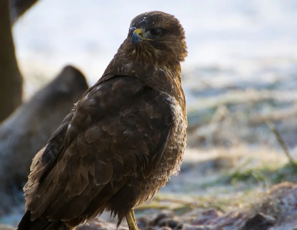 Urubu - buteo buteo — Fotografia de Stock