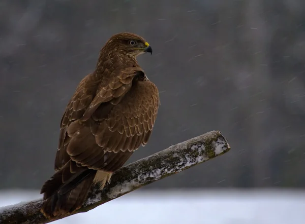 Urubu - buteo buteo — Fotografia de Stock