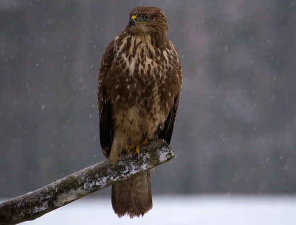 Urubu - buteo buteo — Fotografia de Stock