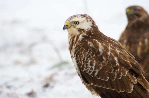 Γερακίνα - buteo buteo — Φωτογραφία Αρχείου