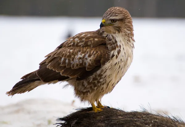 Urubu - buteo buteo — Fotografia de Stock