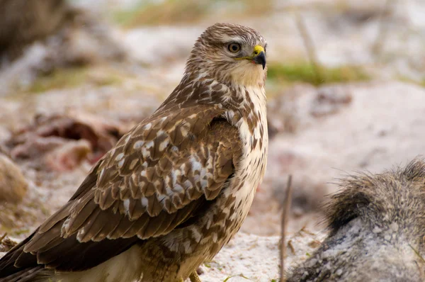 Buse variable - buteo buteo — Photo