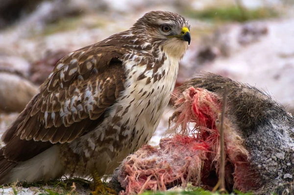 Buzzard - Buteo buteo — Stock Photo, Image