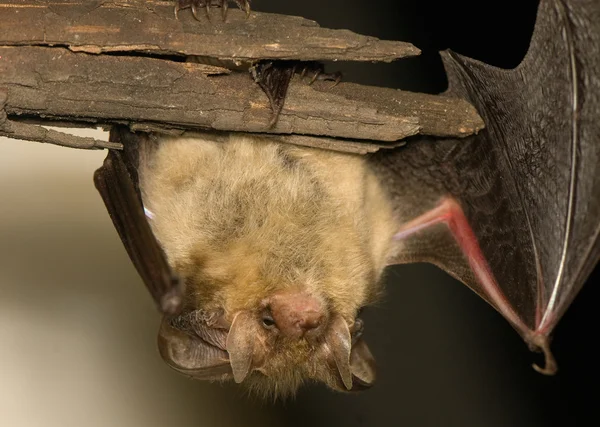 Plecotus auritus —  Fotos de Stock