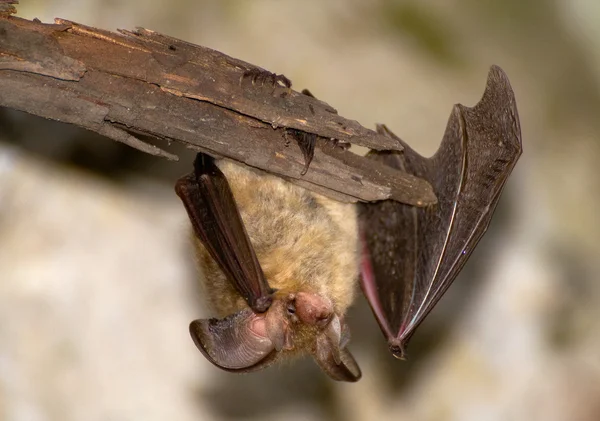 Plecotus auritus — Stok fotoğraf