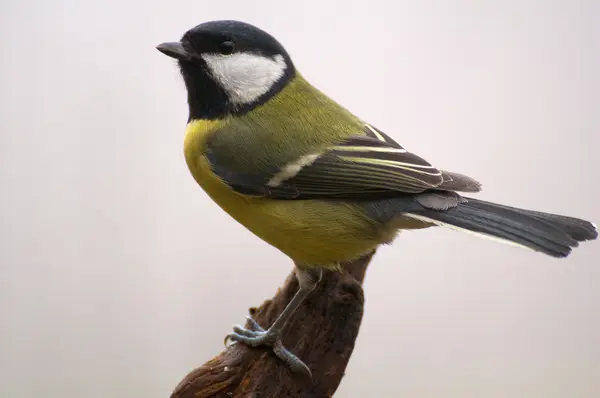 Parus mayor - tit — Foto de Stock