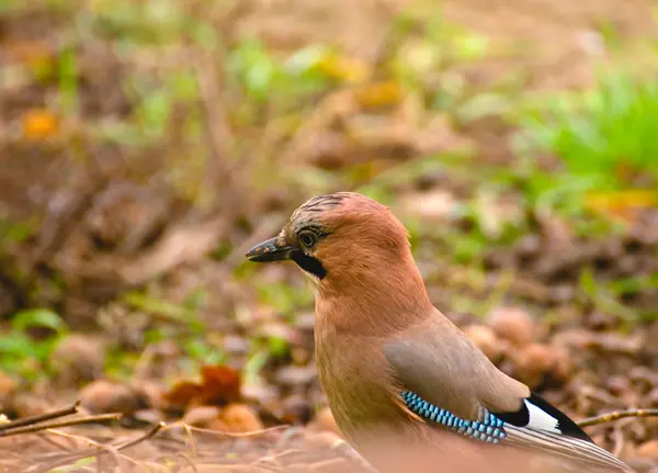 Wspólne jay, jay - garrulus glandarius — Zdjęcie stockowe