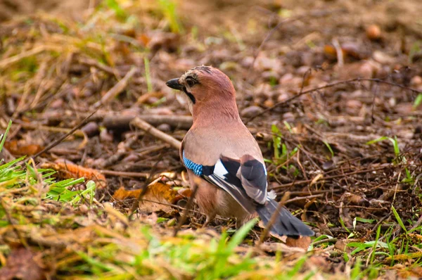 Eichelhäher, Eichelhäher - garrulus glandarius — Stockfoto