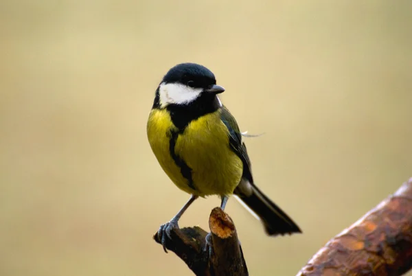 Parus major - Тит — стоковое фото