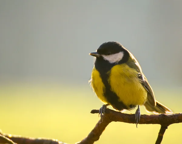 Parus büyük - memeler — Stok fotoğraf