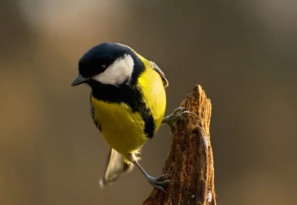 Parus major - Тит — стоковое фото