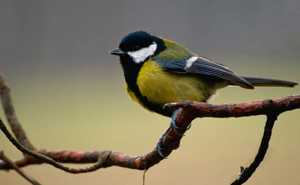 Parus major - Tit — Fotografia de Stock