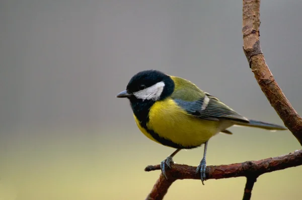 Parus major - Tit — Stock Photo, Image