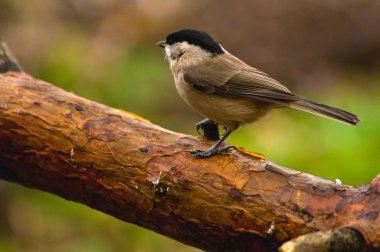 siyah - poecile montanus
