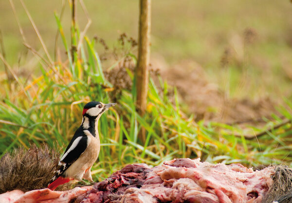 Woodpecker - Dendrocopos major