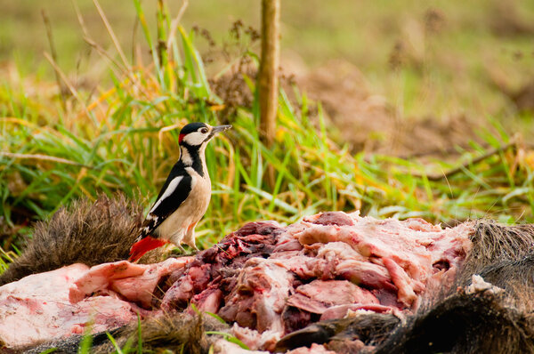 Woodpecker - Dendrocopos major