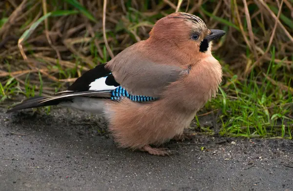 Eichelhäher, Eichelhäher - garrulus glandarius — Stockfoto