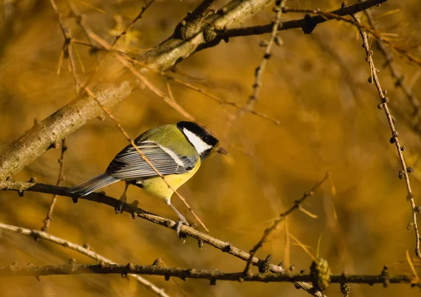 Тит - Parus major — стоковое фото