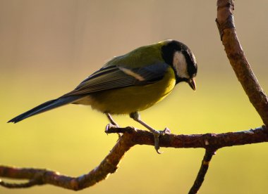 Tit - Parus major