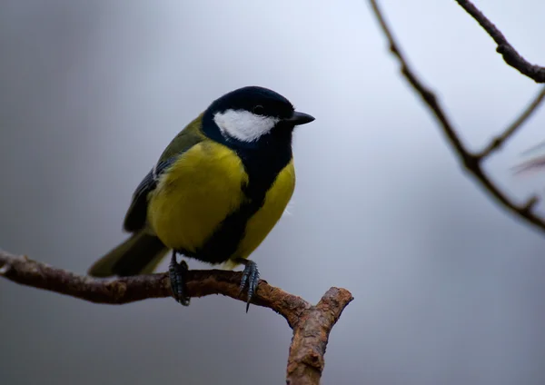 Tetas - parus mayor — Foto de Stock