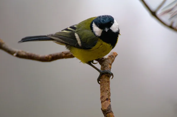 Tit - parus stora — Stockfoto