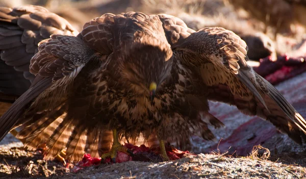 Buzzard — Stock Photo, Image