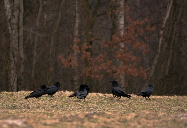 Uccello nero - Corvo — Foto Stock