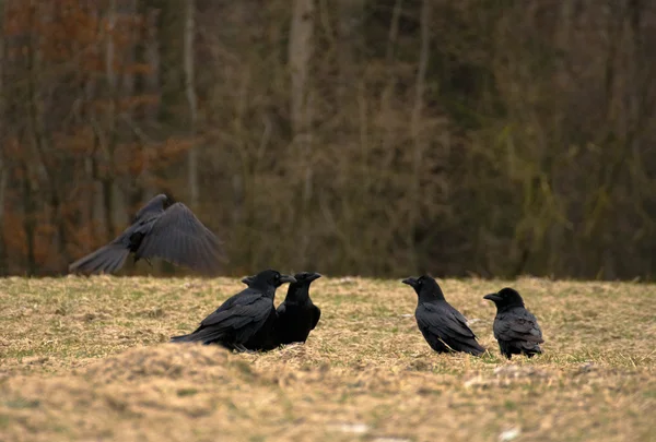 Siyah kuş - kuzgun — Stok fotoğraf