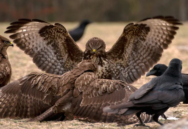 Mäusebussard — Stockfoto