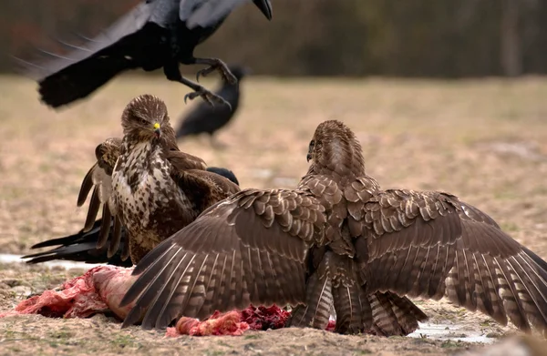 Buzzard. — Fotografia de Stock