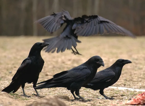 Black Raven — Stock Photo, Image