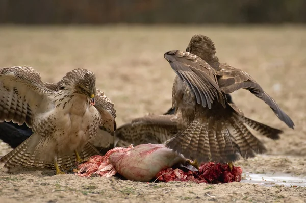 Mäusebussard — Stockfoto