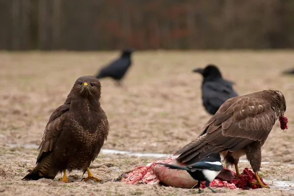 Buzzard. — Fotografia de Stock