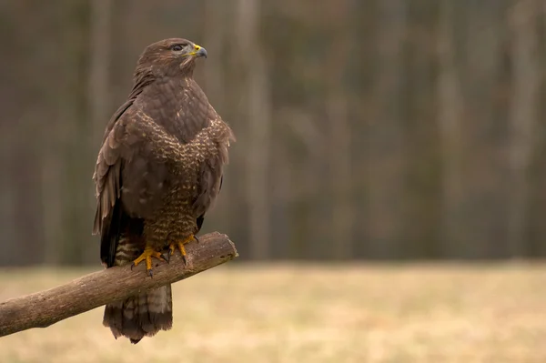 Buizerd — Stockfoto