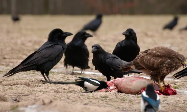 Black Raven — Stock Photo, Image