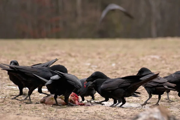 Black Raven — Stock Photo, Image