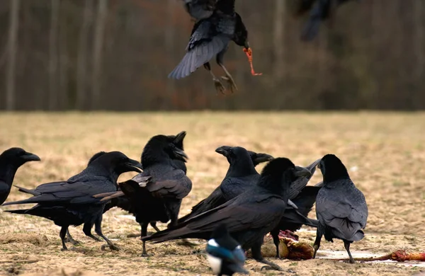 Black Raven — Stock Photo, Image