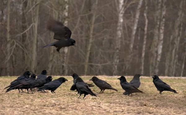 Black Raven — Stock Photo, Image