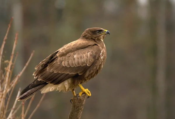 Buzzard — Stock Photo, Image