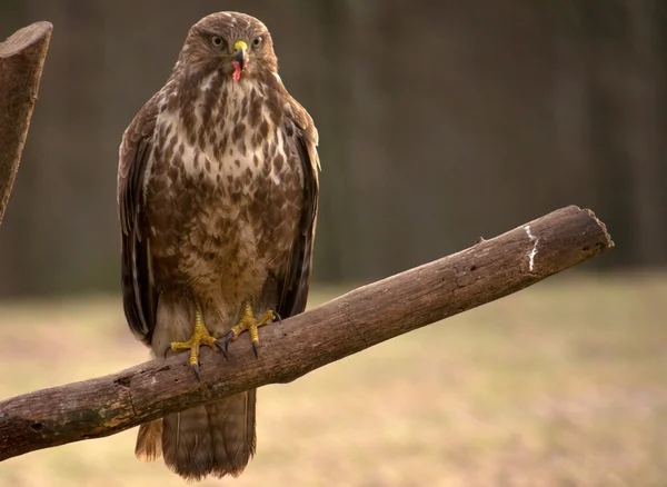 Buzzard. — Fotografia de Stock