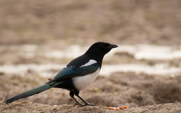 Magpie. — Fotografia de Stock