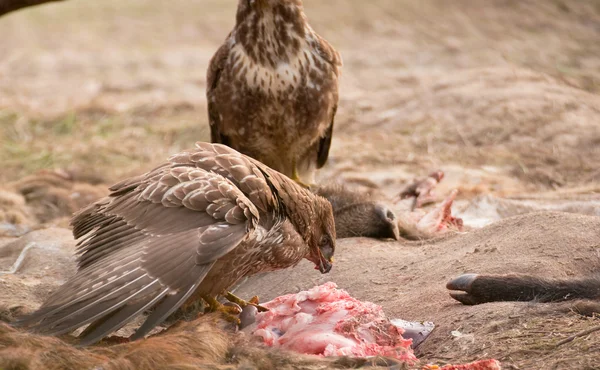 Mäusebussard — Stockfoto